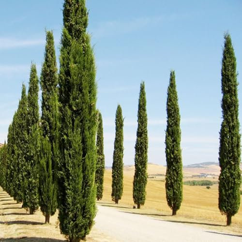 100 pcs zypressen kaufen samen gartenarbeit luftreinigende zimmerpflanzen zypresse,Cupressus sempervirens winterharte pflanzen für garten pflanztöpfe zimmerbonsai bonsai ausgefallene