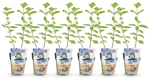 GreenboutiQ - Obstpflanzen - Honigbeere - Lonicera caerulea Kamtschatica - Winterhart - 6 Pflanzen - Topf 9 cm - Blaue Beere