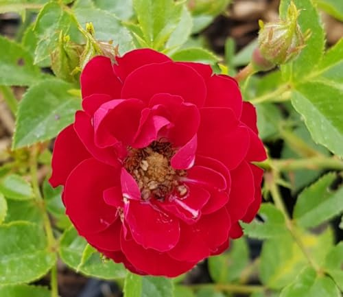 Rosa 'Fairy Donkerrood' / Rosier Couvre-sol/Ecomotte