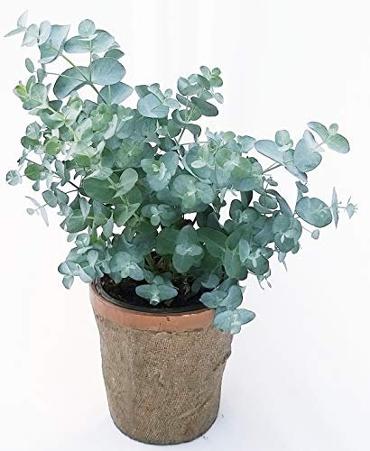 POWERS TO FLOWERS - EUCALYPTUS, EUCALIPTO IN VASO CERAMICA RUSTICO, pianta vera