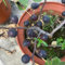 20 pcs feigenbaum winterhart samen, hochbeete für garten, indoor plants feigenbaum kaufen - Ficus carica - säulen obstbäume, garten geschenk säulenobst winterhart, bio saatgut gartenpflanzen,