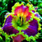 Taglilien zwiebeln,winterhart pflanze,Seltene Pflanze,Dekorative Blumen,taglilien mehrjährig Pflanze,Hemerocallis pflanzen,Taglilien rhizome Winterhart,Hemerocallis Knollen.-5zwiebeln-H