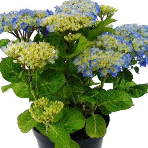 Hydrangea o Hortensia Azul Natural Planta Ideal para Decorar