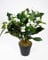 Impatiens/Fleißiges Lieschen 38cm im Topf JA künstliche Blumen Kunstpflanzen Kunstblumen (Weiß)