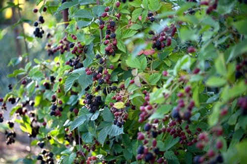 Rubus fruticosus 'Thornless Evergreen' 20-30 cm - Dornenlose Brombeere, weiße Blüten, Blütezeit Mai-Juni, ideal für Naschgärten, pflegeleicht und winterhart