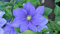 Aamish 25 hellblaue Clematis-Blumensamen