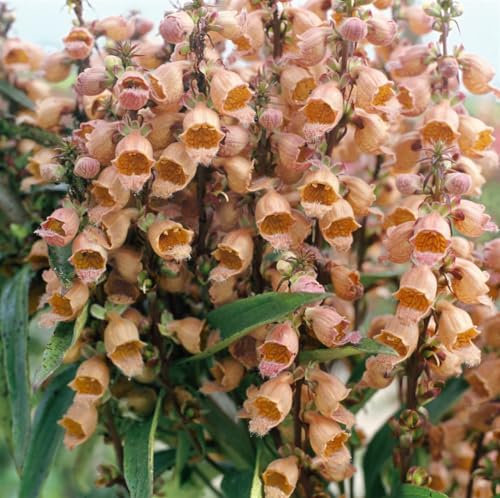 Digitalis parviflora ca. 9x9 cm Topf - Fingerhut, kupferfarbene Blüten, Blütezeit Juni-August, ideal für Rabatten, bienenfreundlich, pflegeleicht