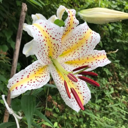 8 piezas Comprar bulbos de lirio - Lilium brownii - Flores resistentes, cobertura del suelo resistente. lirios gigantes lirios arbóreos tubérculos resistentes bulbos de floración temprana,