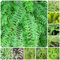 300 pcs schwertfarn hängend samen geschenke für gartenliebhaber Nephrolepis exaltata, dachbegrünung spezielle samen balkonpflanzen winterhart dekoration wohnzimmer dekopflanzen gartenpflanzen