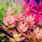 500 pcs Wasserpflanzen samen samen anzucht Aquarium pflanzen pflanztöpfe topfpflanzen garten blumen wasserpflanzen miniteich teichpflanzen winterhart deko garten wasserpflanzen aquarium