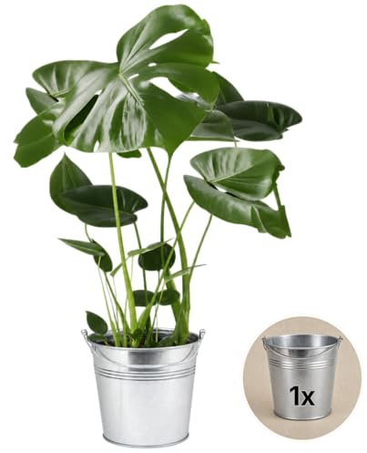 Pflanze Plus | Monstera deliciosa | 1 pianta con vaso in zinco | Pianta da interno facile da curare