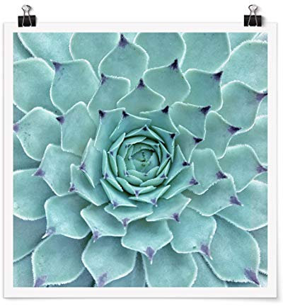 Bilderwelten XXL Poster Wanddeko Kaktus Agave Quadrat, Selbstklebend seidenmatt 90 x 90cm