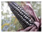 Stk - 25x Peruanischen Morado Mais Lila Mais Korn Pflanzen - Samen A423 - Seeds & Plants Shop by Ipsa