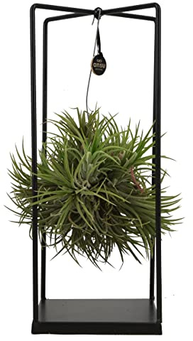 ZynesFlora Tillandsien Luftpflanze Groß im Metall Halter - Höhe: 35-40 cm - Echte Tillandsia Air Pflanze Rack Fensterbank Wohnzimmer Schlafzimmer Deko Hängend