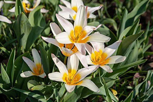 Tulipa tarda ca. 9x9 cm Topf - Wildtulpe, gelb-weiße Blüten, Blütezeit April-Mai, ideal für Steingärten, bienenfreundlich, pflegeleicht