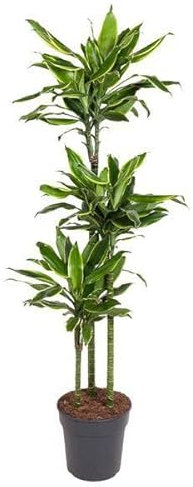 Drachenbaum - Dracaena Golden Coast - Zimmerpflanze - 160cm - ø24cm