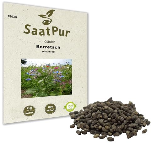 Borretsch Samen oder Gurkenkraut Kräuter Heilpflanze Gewürzpflanze Kukumerkraut
