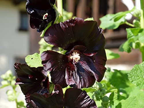 35 Graines de Rose Trémière Noire - fleurs jardins ornement - semences paysannes reproductibles - SemiSauvage