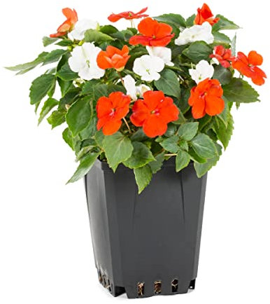 Impatiens o Planta de la Alegría Natural Flores Resistentes y Duraderas para Tus Jardines