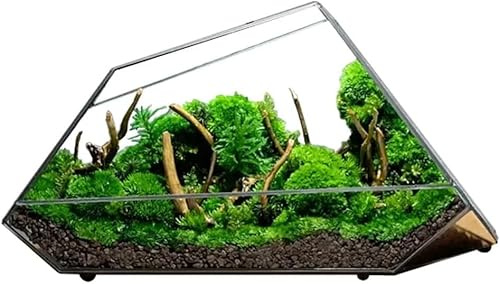 Terrarium en Verre pour Succulente, Air S Serre Intérieure Terrarium en Verre comme Décor, Terrarium Géométrique Moderne ER pour Jardin Miniature, Maison, Bureau, Top Decor