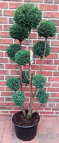 Gartenbonsai, Höhe: 150-160 cm, Bonsai, Chamaecyparis lawsoniana Ellwoodii, Scheinzypresse, Kegelzypresse + Dünger