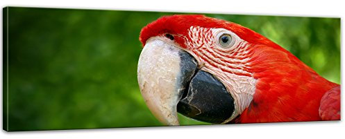 Bilderdepot24 Keilrahmenbild Hellroter Ara - 120x40 cm Bilder als Leinwanddruck Fotoleinwand Tierbild Vogel - Natur Papagei vor grünem Hintergrund