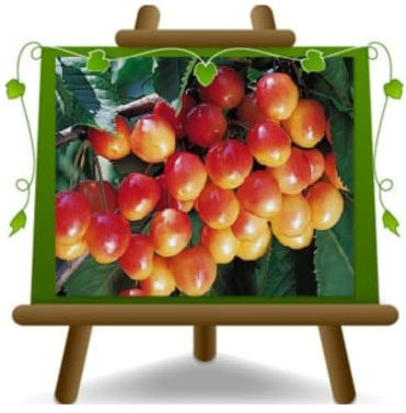 EURO PLANTS VIVAI Süßkirsche Napoleon Obstbäume Höhe: 150~170 cm Alter: 2 Jahre Topf: 20 cm