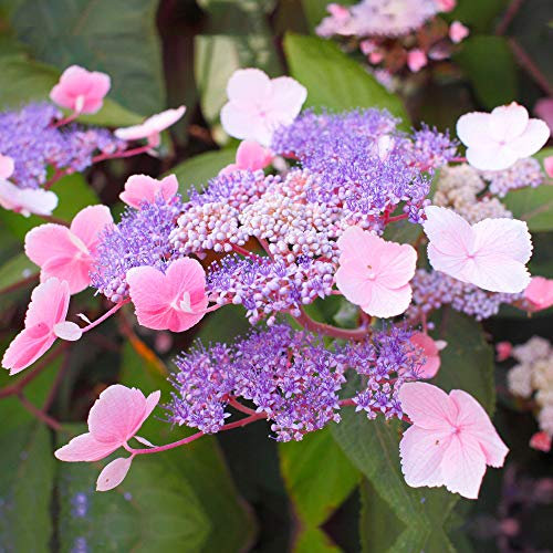 Hortensie aspera 'Hot Chocolate' Laubabwerfender blühender Gartenstrauch