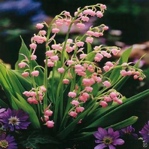 Perfect Plants - Rose Lily of The Valley 'Convallaria Majalis Rosea' Perennial Plant – 13cm Pot – Fragrant Shade-Loving Garden Plant