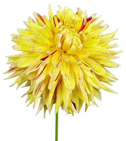 The Bulb Farmers - 14 x Dahlien knollen 'Cambridge' - Gelb mit Rot - Blumenzwiebeln direkt vom Züchter - Frühjahrsblüher - Zwiebelgröße 1 (die optimale Größe für den Garten) - Secure Shopping