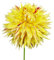 The Bulb Farmers - 14 x Dahlien knollen 'Cambridge' - Gelb mit Rot - Blumenzwiebeln direkt vom Züchter - Frühjahrsblüher - Zwiebelgröße 1 (die optimale Größe für den Garten) - Secure Shopping