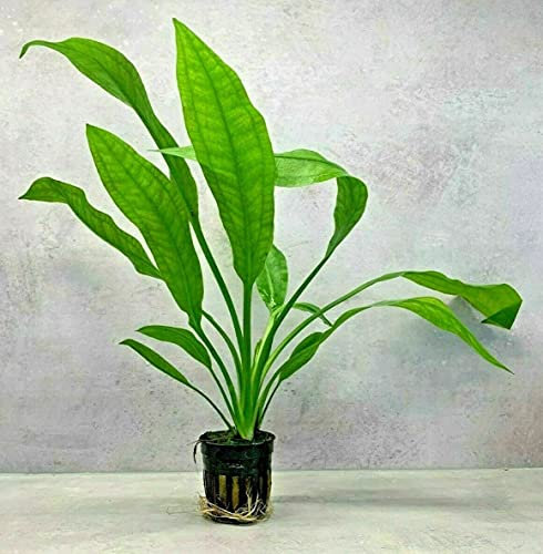 Echinodorus Bleheri Amazonasschwert lebende Aquariumpflanze