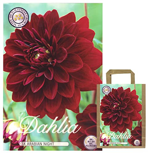 Interflowers Dahlien Knollen Blumenzwiebeln Dahlia Bunte Auswahl im Mix für Sommer Blume Knolle Blumenzwiebel Set in Bio Geschenkverpackung Bunte Blüten mehrjährig (3X Dahlie Arabian Night)