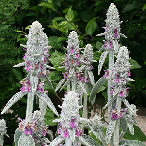 6 x Woll Ziest - Stachys Byzantina Topf 9x9cm: Robuster Bodendecker mit filzigen Blättern