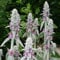 6 x Woll Ziest - Stachys Byzantina Topf 9x9cm: Robuster Bodendecker mit filzigen Blättern