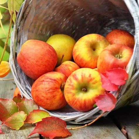 Manzano Enano Sun Red PORTES GRATIS