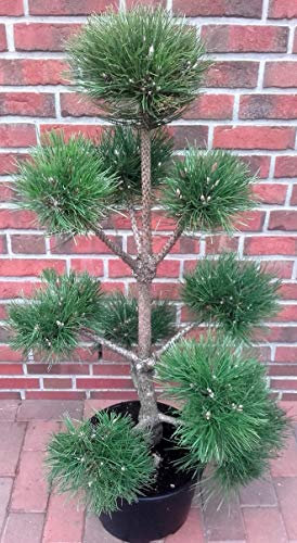 Kiefer - Gartenbonsai, Formpflanze, Pinus sylvestris (Höhe: 130-140 cm) inkl. Dünger_AB