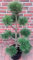 Kiefer - Gartenbonsai, Formpflanze, Pinus sylvestris (Höhe: 130-140 cm) inkl. Dünger_AB