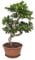 Ficus microcarpa 'Ginseng' -Chinesische-Feige -Bonsai Höhe 70 cm- Topf Ø 27 cm