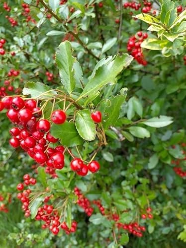 5 Stück Feuerdorn Red Column (Pyracantha) im Topf 15-30 cm