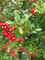 5 Stück Feuerdorn Red Column (Pyracantha) im Topf 15-30 cm
