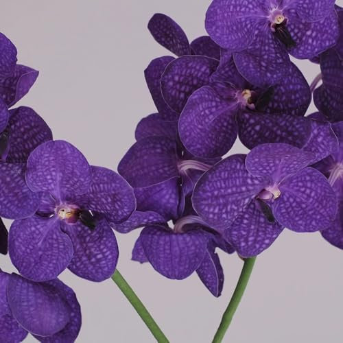 semi di orchidea vanda, piante da balcone resistenti perenni orchidee Semi di bonsai da interno, fiori da balcone decorazione da giardino per piante decorative da esterno decorazione 100pcs