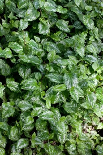 Lamiastrum galeobdolon 'Silberteppich' 9x9 cm Topf – Winterhart, Mehrjährig, Pflegeleicht – Goldnessel – Bodendecker für Garten & Flächenbegrünung