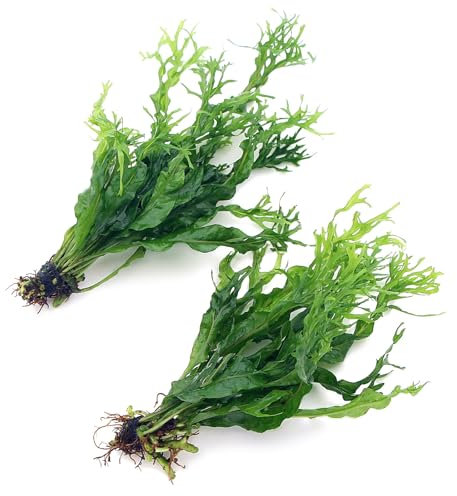 2X Java Fern Windelov Microsorum Pteropus Windelov Live Aquarium Plants Rhizome K2AQUA