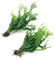 2X Java Fern Windelov Microsorum Pteropus Windelov Live Aquarium Plants Rhizome K2AQUA