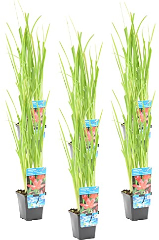 Bloomique - Set de 6 - Schizostylis ‘Mrs Hegarty’ - Lirio Kaffir rosa - Gladiolo de pantano - Plantas de estanque - Acuáticas - Resistente al frío - Altura 10-20 cm - Maceta 9 cm