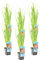 Bloomique - 6er Set - Schizostylis Mrs Hegarty - Spaltgriffel - Rosa - Teichpflanzen Winterhart - Wasserpflanzen - Zone 1-2 - Höhe 30-40 cm - Topf 9 cm