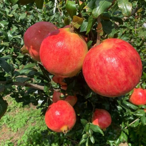160 pcs granatapfelbaum winterhart samen - baumsamen plants pflanzensamen granatapfel,punica granatum, obst frisch gartenarbeit geschenke für gartenliebhaber bonzai baum pflanztopf