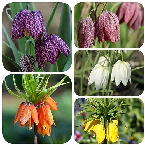 15 Pcs kaiserkronen knollen mehrjährig - Fritillaria - blumenzwiebeln mehrjährig winterhart kaiserkrone zwiebel, blumen garten gärtner geschenke stauden balkon pflanze frühlingsblumen