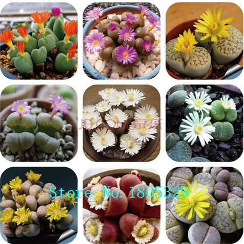 Taglilie Taglilie Hemerocallis Semi Primal Scream Sementi Sementi Hemerocallis fulva Giorno-Giglio arancione Blumensamen Piante Bodendecker